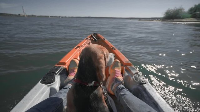 Beautiful dog Beagle in a collar floating on the sea on a kayak with a girl. Sun shining, blue water, rear view. Slow motion.