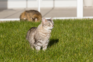Purebred siberian cats outdoor, long haired hypoallergenic animals