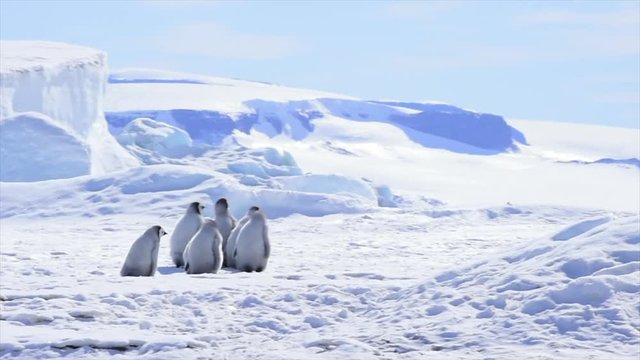 Emperor Penguin chicks on the ice
