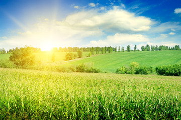 Green corn field and bright sunrise