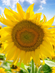 Obraz premium Sunflower flower against the blue sky and a blossoming field.