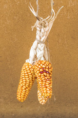 Yellow Peruvian corn © andrey_iv