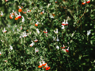 Macro nature spring background with wild little white and red flowers in a forest.