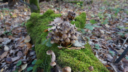 honey agaric