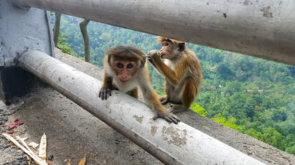 monkey in Sri-Lanka