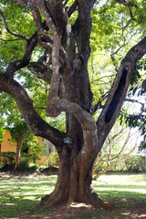 Древнее дерево в Шри-Ланке