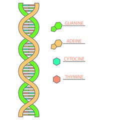 DNA structure on a white background with a description of the main components