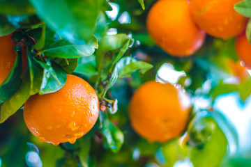 Ripe tangerines on a tree branch. Blue sky on the background. Citrus background