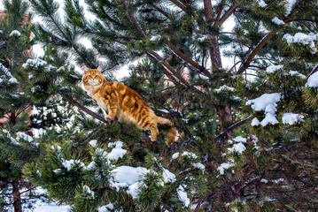 A big red and white maine coon cat sitting on fir tree in winter snowy forest. © Marina
