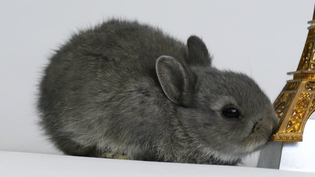 Grey rabbit in studio