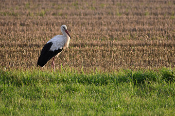 A stork standing on a field in the sunshine.