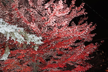  Toronto Canada Red Tree Night