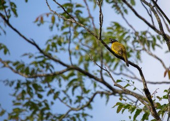 Black-Crested bulbul (Pycnonotus flaviventris)