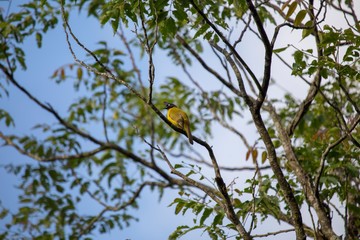 Black-Crested bulbul (Pycnonotus flaviventris)