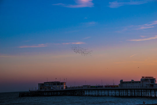 Starling, Murmuration Worthing Pier Sussex England UK