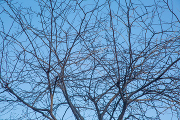 A nature of winter trees without leaves after autumn season on sunny bright day