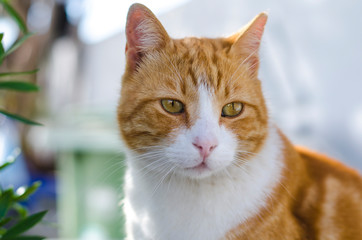 Naklejka na ściany i meble Closeup portrait of the head of a red and white cat with beautiful amber eyes / macro