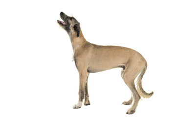 Blonde young ( 7 months old ) Irish wolfhound dog standing sideways isolated on white background