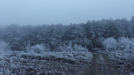 Road to the snowy foggy tall pine forest