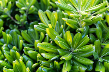 Fototapeta premium Green decorative plant with long leaves, macro photography