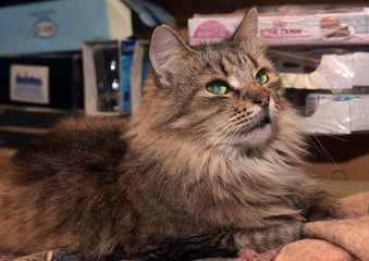 Siberian purebred  brown tabby cat