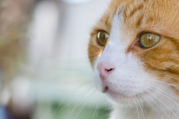 Closeup portrait of the head of a red and white cat with beautiful amber eyes / macro