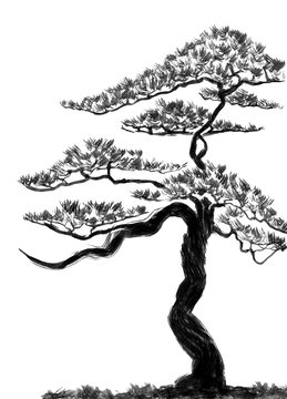 Chinese pine.  Watercolor and ink illustration in style sumi-e, u-sin. Oriental traditional painting.  Isolated on the white background.