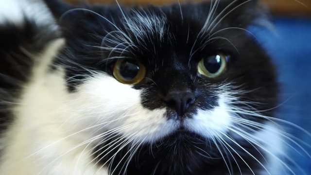 Black and white domestic cat lying on blue floor