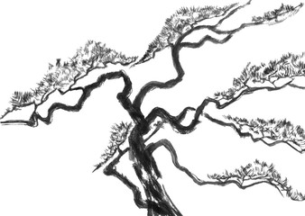 Chinese pine.  Watercolor and ink illustration in style sumi-e, u-sin. Oriental traditional painting.  Isolated on the white background.