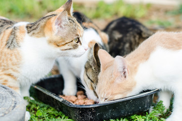 Cats eat cat food. Big cat and small kitten eating pieces of meat from the plate. We see pink tongue. Snouts large cats. Food for adult cats and kittens. Gray cat and kitten white with red