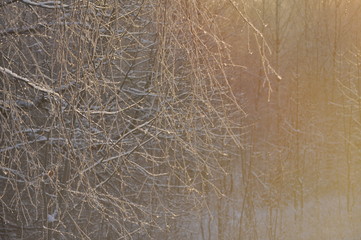 Fototapeta na wymiar Little twigs of a tree in winter dawn