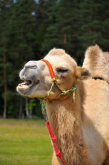 Obraz premium One humped camel portrait