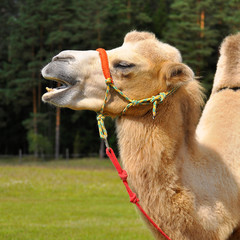 One humped camel portrait