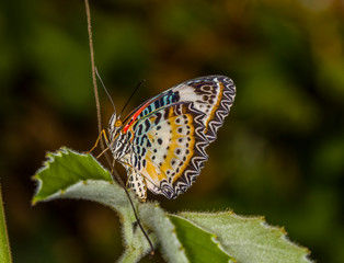 Butterflies in Stockholm
