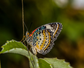 Butterflies in Stockholm