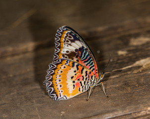 Fototapeta na wymiar Butterflies in Stockholm