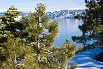 Lake Tahoe through trees