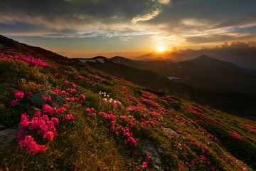 Fototapeta na wymiar A beautiful summer evening in the Ukrainian Carpathian Mountains, covered with flowering rhododendron with millions of magic flowers, covered around.
