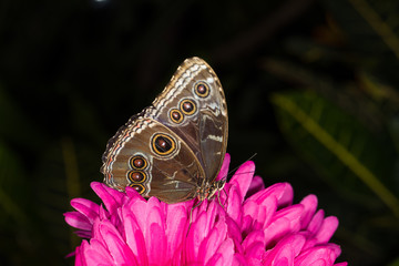 Butterflies in Butterfly house