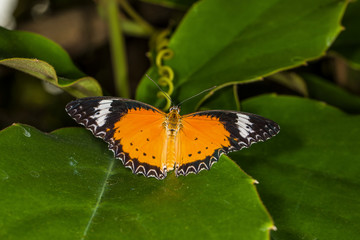 Butterflies in Butterfly house