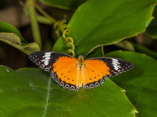 Butterflies in Butterfly house