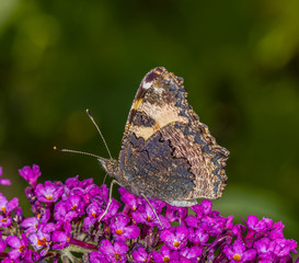 Butterflies in Butterfly house