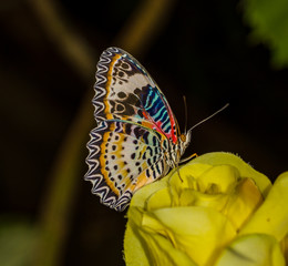 Butterflies in Butterfly house