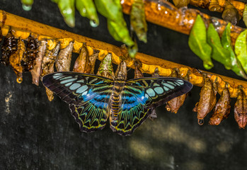 Butterflies in Butterfly house