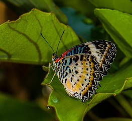 Butterflies in Butterfly house