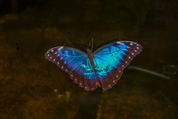 Butterflies in Butterfly house