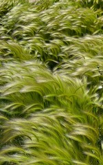 gentle wind green grass background
