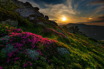 A beautiful summer evening in the Ukrainian Carpathian Mountains, covered with flowering rhododendron with millions of magic flowers, covered around.