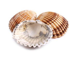 Tropical clam shell on a white background