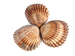 Tropical clam shell on a white background